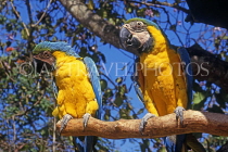 BAHAMAS, New Providence Island, Nassau, Ardastra Gardens, Macaws, BAH490JPL