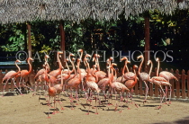 BAHAMAS, New Providence Island, Nassau, Ardastra Gardens, Pink Flamengos, BAH149JPL