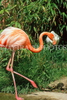 BAHAMAS, New Providence Island, Nassau, Ardastra Gardens, Pink Flamingo, BAH507JPL