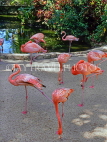 BAHAMAS, New Providence Island, Nassau, Ardastra Gardens, Pink Flamingos, BAH420JPL