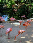 BAHAMAS, New Providence Island, Nassau, Ardastra Gardens, Pink Flamingos, BAH421JPL