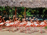 BAHAMAS, New Providence Island, Nassau, Ardastra Gardens, Pink Flamingos, BAH422JPL