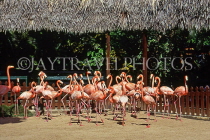 BAHAMAS, New Providence Island, Nassau, Ardastra Gardens, Pink Flamingos, BAH487JPL
