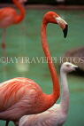 BAHAMAS, New Providence Island, Nassau, Ardastra Gardens, Pink Flamingos, BAH492JPL