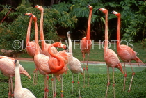 BAHAMAS, New Providence Island, Nassau, Ardastra Gardens, Pink Flamingos, BAH508JPL