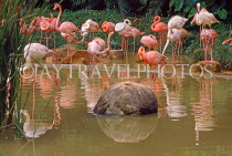 BAHAMAS, New Providence Island, Nassau, Ardastra Gardens, Pink Flamingos, BAH510JPL