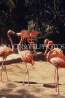 BAHAMAS, New Providence Island, Nassau, Ardastra Gardens, Pink Flamingos, BAH511JPL