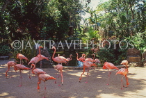 BAHAMAS, New Providence Island, Nassau, Ardastra Gardens, Pink Flamingos, BAH512JPL
