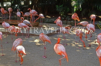 BAHAMAS, New Providence Island, Nassau, Ardastra Gardens, Pink Flamingos, BAH513JPL