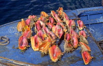 BAHAMAS, New Providence Island, Nassau, Conch shells on boat, BAH181JPL