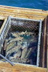 BAHAMAS, New Providence Island, Nassau, Potters Cay, fish catch kept live in baskets, BAH189JPL