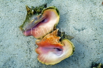 BAHAMAS, New Providence Island, conch shellfish in water, BAH309JPL