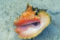 BAHAMAS, New Providence Island, conch shellfish in water, BAH310JPL
