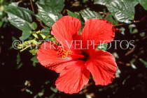 BAHAMAS, New Providence Island, red Hibiscus flower, BAH518JPL