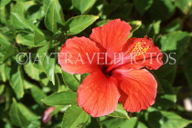 BAHAMAS, New Providence Island, red Hibiscus flower, BAH519JPL