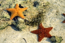 BAHAMAS, New Providence Island, reef, Starfish, BAH311JPL