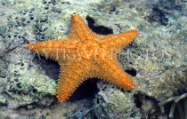 BAHAMAS, New Providence Island, reef, Starfish, BAH312JPL