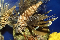 BAHAMAS, New Providence Island, reef fish, Scorpion (Lion) fish, BAH301JPL