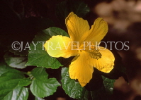 BAHAMAS, New Providence Island, yellow Hibiscus flower, BAH424JPL