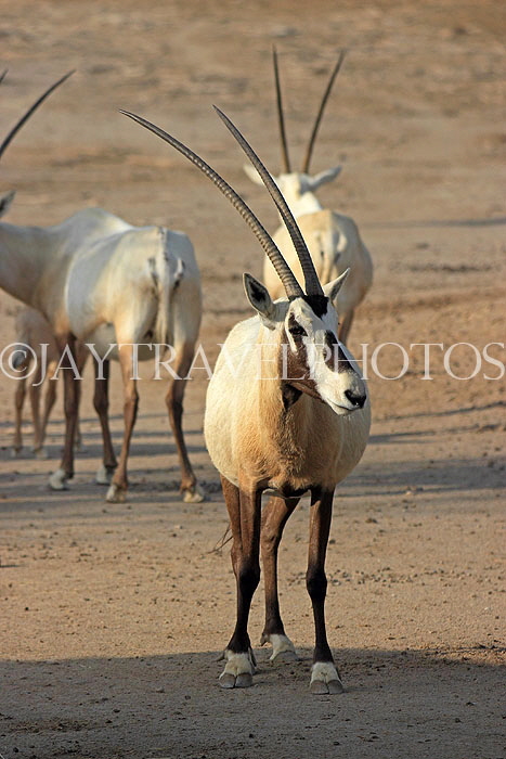 BAHRAIN, Al Areen Wildlife Park, Arabian Oryx, BHR1598JPL