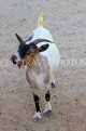 BAHRAIN, Al Areen Wildlife Park, Goat, BHR1998JPL