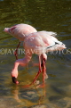 BAHRAIN, Al Areen Wildlife Park, Lesser Flamingos, BHR1956JPL