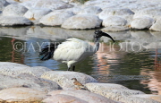 BAHRAIN, Al Areen Wildlife Park, Sacred Ibis, BHR1666JPL