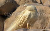 BAHRAIN, Al Areen Wildlife Park, White Peacock, BHR1587JPL