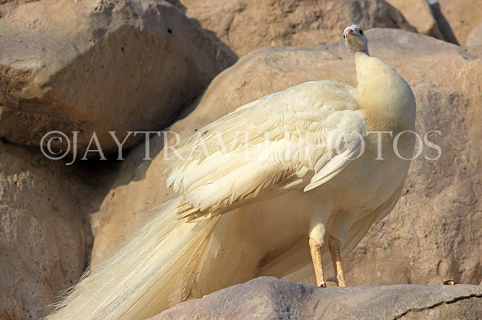 BAHRAIN, Al Areen Wildlife Park, White Peacock, BHR1588JPL