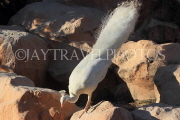 BAHRAIN, Al Areen Wildlife Park, White Peacock, BHR1991JPL