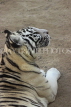 BAHRAIN, Al Areen Wildlife Park, White Tiger, BHR1630JPL