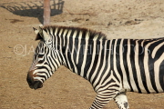 BAHRAIN, Al Areen Wildlife Park, Zebra, BHR1662JPL