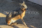 BAHRAIN, Al Areen Wildlife Park, mammals, BHR2011JPL