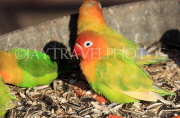 BAHRAIN, Al Areen Wildlife Park, tropical birds, Parrots, BHR2002JPL
