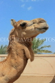 BAHRAIN, Al Jasra, Arman Zoo, Camel, BHR1530JPL