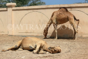 BAHRAIN, Al Jasra, Arman Zoo, Camels, BHR1533JPL