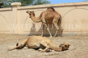 BAHRAIN, Al Jasra, Arman Zoo, Camels, BHR1534JPL