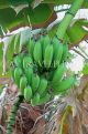 BAHRAIN, Al Jasra, house garden, Banana fruit, BHR1496JPL