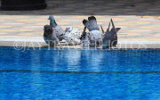 BAHRAIN, Al Jasra, house garden, pigeons bathing at the pool, BHR1932JPL
