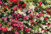 BAHRAIN, Al Jasra, house garden flowers, Bougainvillea, BHR1771JPL