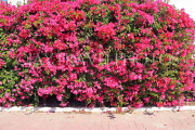 BAHRAIN, Al Jasra, house garden flowers, Bougainvillea, BHR1772JPL