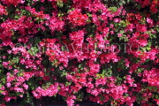 BAHRAIN, Al Jasra, house garden flowers, Bougainvillea, BHR1773JPL