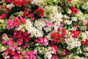 BAHRAIN, Al Jasra, house garden flowers, Bougainvillea, BHR1774JPL