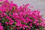 BAHRAIN, Al Jasra, house garden flowers, Bougainvillea flowers, BHR1483JPL