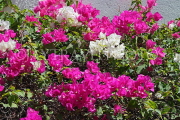 BAHRAIN, Al Jasra, house garden flowers, Bougainvillea flowers, BHR1484JPL