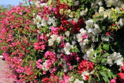 BAHRAIN, Al Jasra, house garden flowers, Bougainvillea flowers, BHR1671JPL