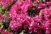 BAHRAIN, Al Jasra, house garden flowers, Bougainvillea flowers, BHR1804JPL