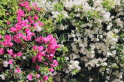 BAHRAIN, Al Jasra, house garden flowers, Bougainvillea flowers, BHR1806JPL