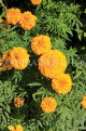 BAHRAIN, Al Jasra, house garden flowers, Marigold flowers, BHR1672JPL