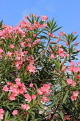 BAHRAIN, Al Jasra, house garden flowers, Oleander flowers, BHR1468JPL
